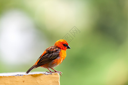 塞舌尔岛上的一只小红当地鸟鸟类海洋橙子植物群情调荒野麻雀动物主教野生动物图片