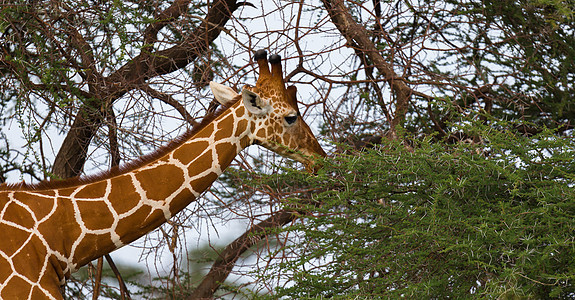 一条长颈鹿吃着树的叶子食草植物大草原天空舌头荒野马赛公园游戏野生动物图片