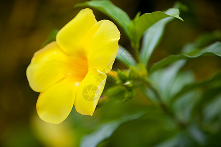 本地异国花朵非常彩色美丽花园叶子植物群橙子赤道天堂百合植物热带情调图片