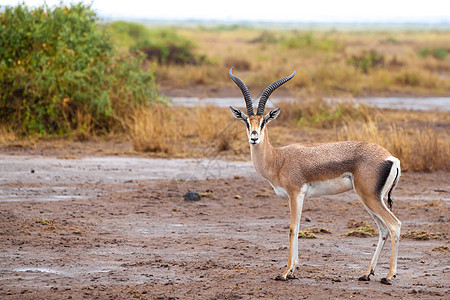 Antellope正站在肯尼亚的热带草原上图片