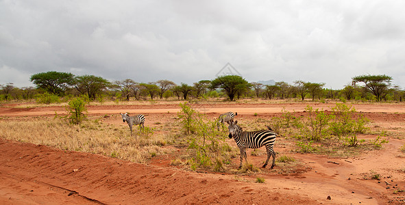 斑马站在肯尼亚稀树草原的公路旁图片
