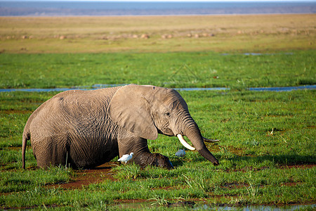 一只大象站在沼泽中 吃草 在沙法图片