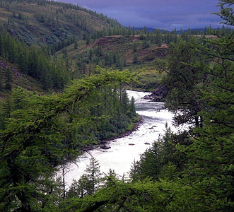 在俄罗斯北部的泰加河里 泰加河在山地上的性质野生动物旅游溪流针叶林漂流景观山脉森林天气部分图片