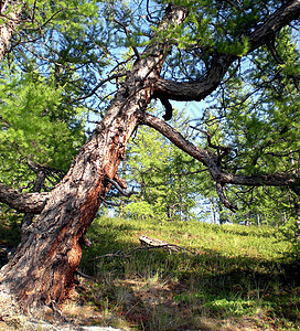 俄罗斯北部的塔伊加 9月初在北部的密林岩石荒野自然公园旅游针叶林树木环境生态石头木头图片
