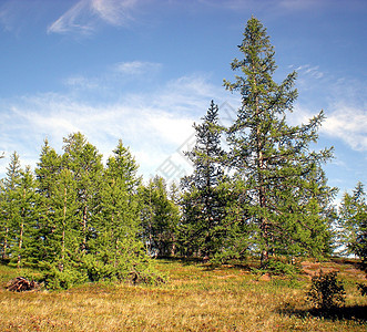 俄罗斯北部的塔伊加 9月初在北部的密林环境顶峰季节天空山脉岩石公园石头景点针叶树图片