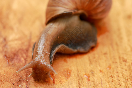 巨型蜗牛 斯库塔勒斯 阿恰蒂纳 fulica 下午在木头上爬行 他们有圆形的外壳来保护身体 Slime可以做奶油宏观土地大蜗牛螺图片