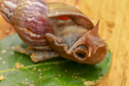 巨型非洲蜗牛 大蜗牛 类似于和 害虫问题 蜗牛入侵物种宏观花园边缘鼻涕虫粘液螺旋脊椎动物运动疾病天线图片