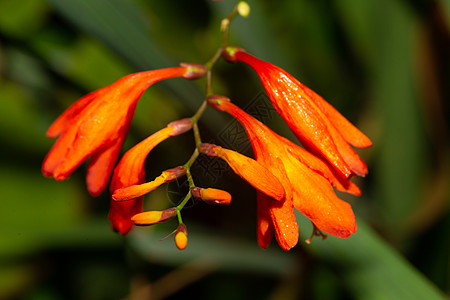马达加斯加岛的外表鲜花花束植物情调旅行公园花园丛林叶子植物群生长图片
