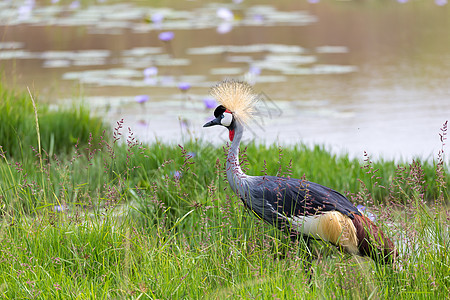 一条灰颈高冠起重机站在河岸上眼睛异国羽毛国家脖子公园马赛情调动物群荒野图片