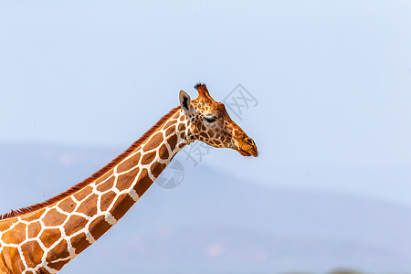 索马里长颈鹿头部的特写公园大草原草原衬套脖子荒野动物游戏天空旅行图片