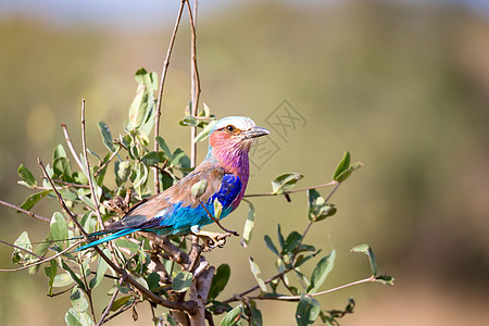 肯尼亚热带草原的树上坐着彩色鸟儿荒野紫丁香鸟类野生动物情调异国国家马赛公园滚筒图片