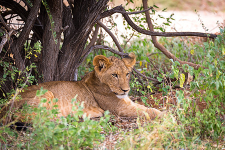狮子休息在热带草原的草地上捕食者男性野生动物国王花园睡眠豹属丛林哺乳动物食肉图片
