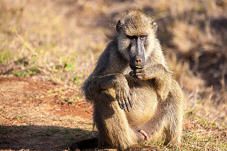 猴子坐着 肯尼亚的草原图片