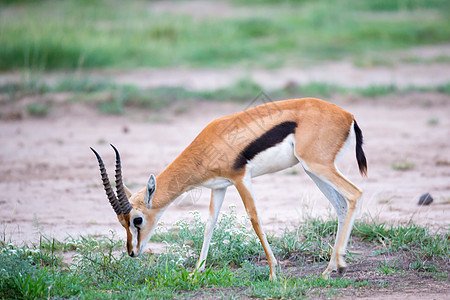 在肯尼亚草原的Thomsons瞪羚 有很多植物牛角旅游旅行衬套动物荒野野生动物动物群食草马赛图片