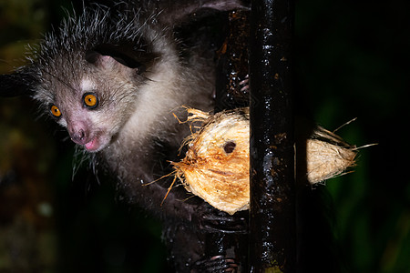 稀有的 夜之阿耶狐猴和椰子灵长类濒危尾巴森林眼睛眉头哺乳动物生态旅游毛皮荒野图片