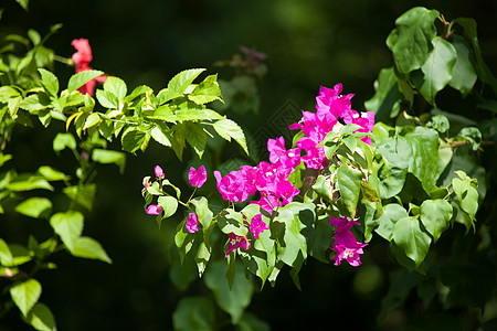 树丛上花朵多彩玫瑰白色粉色茉莉花植物植物群植物学园艺灌木丛花园图片