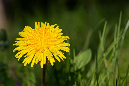 草原绿草中的黄花朵草本植物草地公园花粉花园场景叶子季节植物群场地图片