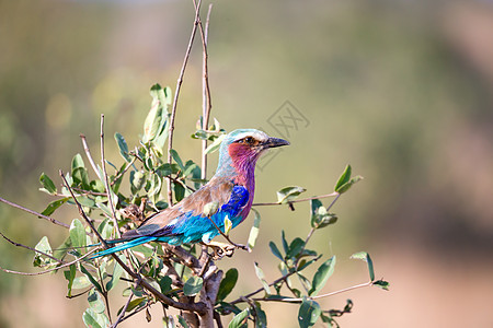 肯尼亚热带草原的树上坐着彩色鸟儿紫丁香滚筒八哥鸟类野生动物国家公园马赛蓝色情调图片
