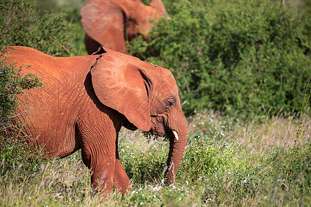 红象家族在灌木丛之间走来走去环境游戏濒危象牙婴儿男性衬套旅行獠牙荒野图片