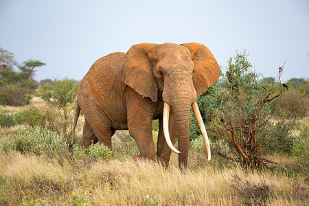 大象在灌木丛之间行走耳朵国家游戏食草树木旅行哺乳动物荒野大草原绿色图片