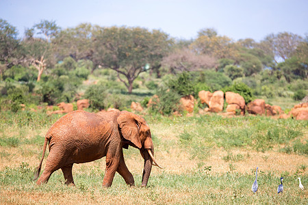一头红象正在肯尼亚的草原上行走公园哺乳动物国家荒野动物旅行季节天空红色大草原图片
