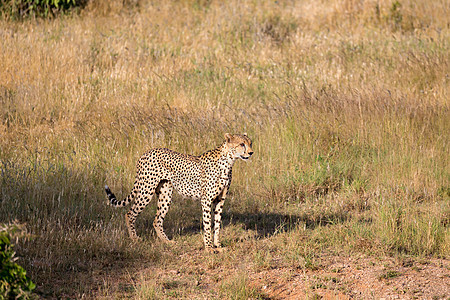 肯尼亚稀树草原草原上的Cheetah捕食者猎人食肉大草原国家马赛荒野旅游公园哺乳动物图片