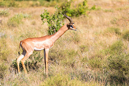 肯尼亚热带草原上的公园动物栖息地旅行野生动物脖子喇叭羚羊动物群游戏图片