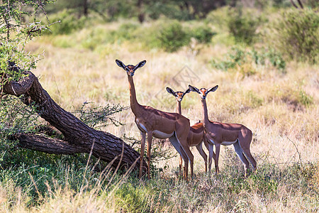 在Kenyan 草原上寻找食物的Gerenuk公园国家后肢大草原旅游哺乳动物荒野动物衬套野生动物图片