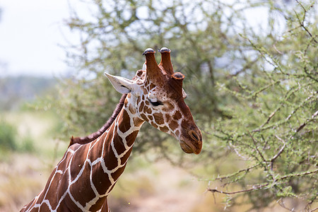 一头长颈鹿的缝合 里面有很多植物旅游舌头食草野生动物动物荒野哺乳动物天空长颈国家图片