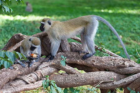 猴子在草地上吃水果旅行国家哺乳动物灵长类野生动物荒野森林婴儿丛林动物图片
