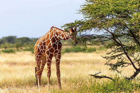 索马里的长颈鹿吃阿卡西亚树叶野生动物旅游旅行动物脖子游戏食草国家草地天空图片