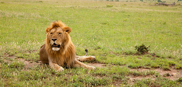 大狮子在草原的草地上休息头发国王大草原大猫哺乳动物猎人动物动物园毛皮母狮图片