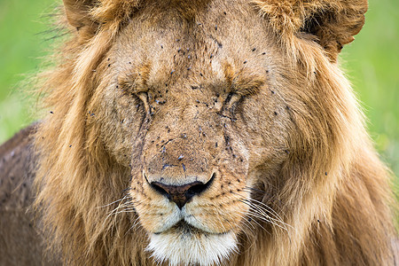 一头大狮子的面孔 紧闭着力量野生动物荒野捕食者国王豹属毛皮鬃毛动物危险图片