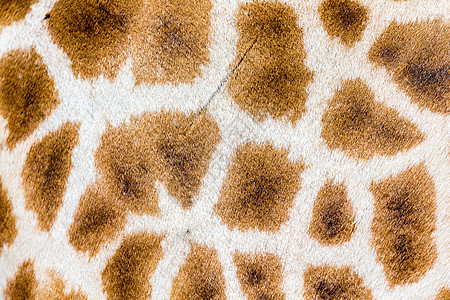 长颈鹿的毛皮脖子荒野材料头发斑点动物食草野生动物旅行皮肤图片