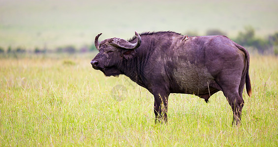 大水牛站在草原的一条路上国家野牛荒野野生动物旅行牛角动物公园咖啡馆男性图片