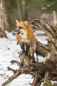 红狐狸森林猫科动物豹属哺乳动物捕食者野猫动物园濒危食肉动物图片