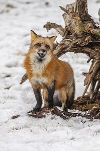 红狐狸危险动物荒野捕食者濒危野生动物动物园生物眼睛森林图片
