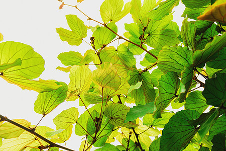 白色背景的绿叶叶子热带花园绿色植物群森林植物学美丽生长植物图片