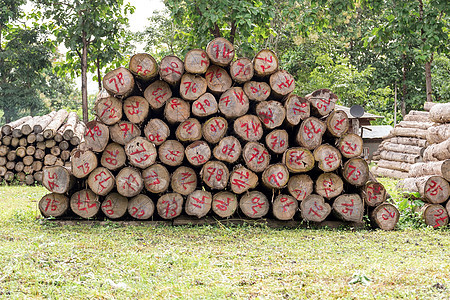 金茶叶木木植物群木材木头森林柴堆活力树干云杉砍伐生态图片