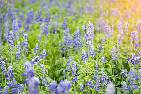 美丽的紫色紫衣农村植物植物群场地阳光薰衣草疗法蓝色芳香花园图片