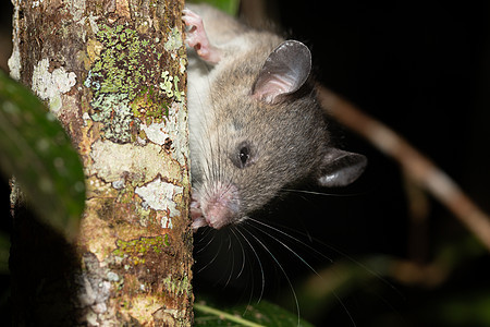 一只马达加斯加老鼠爬上树枝的树枝树叶哺乳动物木头小动物栖息地动物群毛皮蔬菜森林生活图片