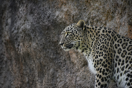 岩石架上非洲女性豹的肖像图片