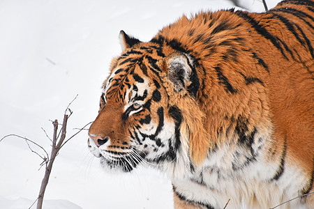 冬季雪中西伯利亚老虎的近距离肖像捕食者白色荒野野生动物动物猫科手表天气哺乳动物鼻子图片