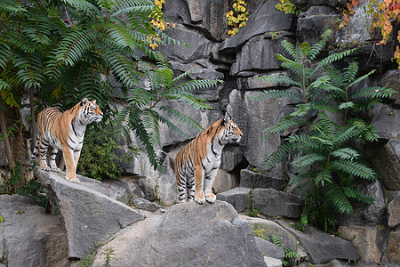 两只亚穆尔老虎的近距离肖像晶须濒危食肉豹属野生动物森林捕食者低角度动物荒野图片