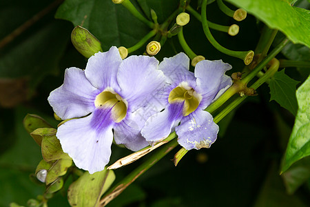 马达加斯加岛的外表鲜花叶子热带异国丛林公园植物花束植物群情调植物学图片