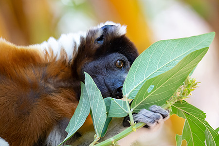 一只在树顶上舒服舒适的西法卡狐猴荒野古猿动物群野生动物森林哺乳动物眼睛濒危丛林动物图片