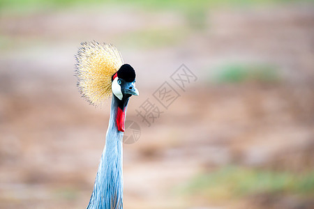 肯尼亚稀树草原的多彩鸟类起重机动物园野生动物大草原苍鹭公园荒野翅膀动物脖子图片