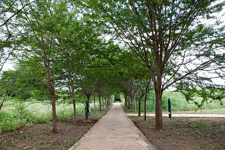 树木之间的通道 有很多绿色植物的树丛图片