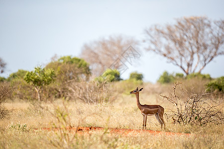 长颈长脖子的羚羊正站在灌木丛中间游戏哺乳动物眼睛栖息地荒野野生动物动物食草公园大草原图片