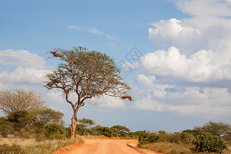 红土在路上的一棵大树图片